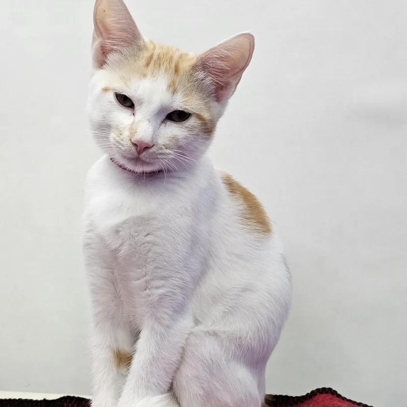 A baby medium-sized male Domestic Short Hair cat named Shaemus for adoption in Dunkirk, NY