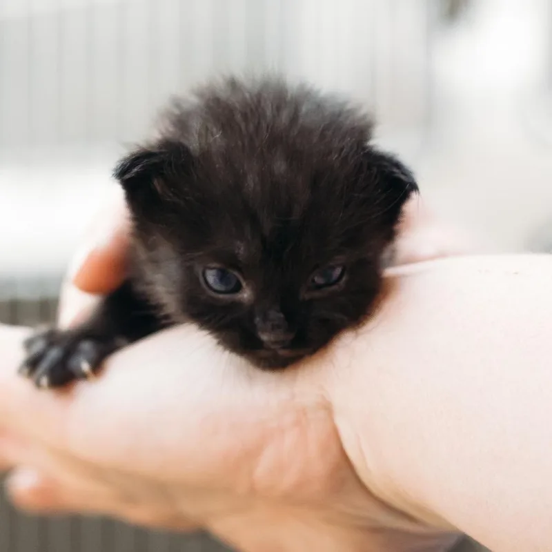A baby small-sized female Black Domestic Short Hair cat named Pickle for adoption in Parrish, AL