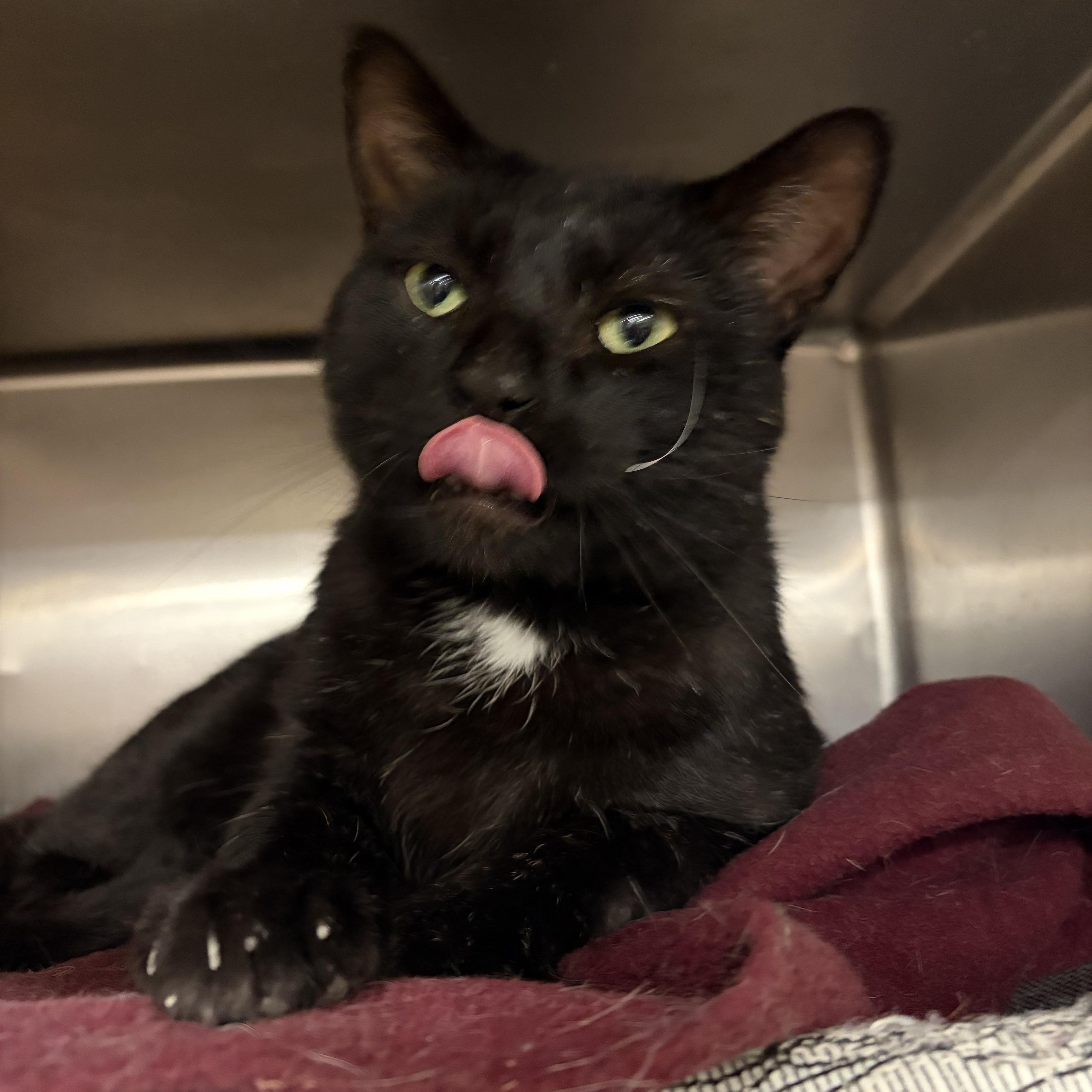 An adult large-sized male Black Domestic Short Hair cat named Beast Boy for adoption in Royal Oak, MI