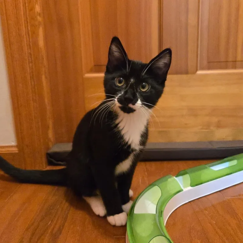 A baby medium-sized female Domestic Short Hair cat named Hazel and Theodore for adoption in Farmington, MN