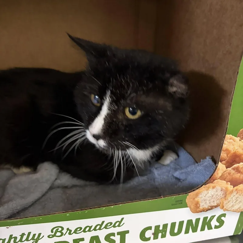 An adult medium-sized male Black & White / Tuxedo Domestic Short Hair cat named Osiris for adoption in Grand Rapids, MI