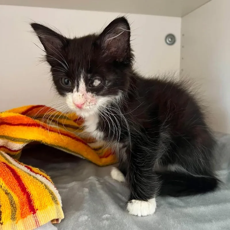 A baby small-sized female Black Domestic Long Hair cat named Summer for adoption in Long Island City, NY