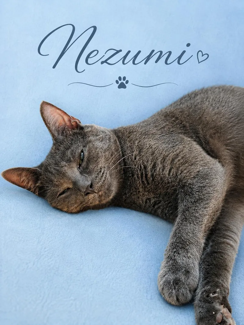 An adult medium-sized female Gray / Blue / Silver American Shorthair cat named Nezumi for adoption in Brookston, IN
