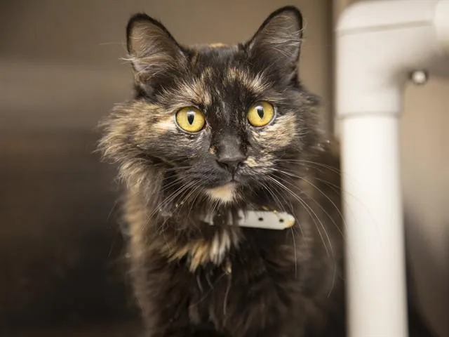 Fiona