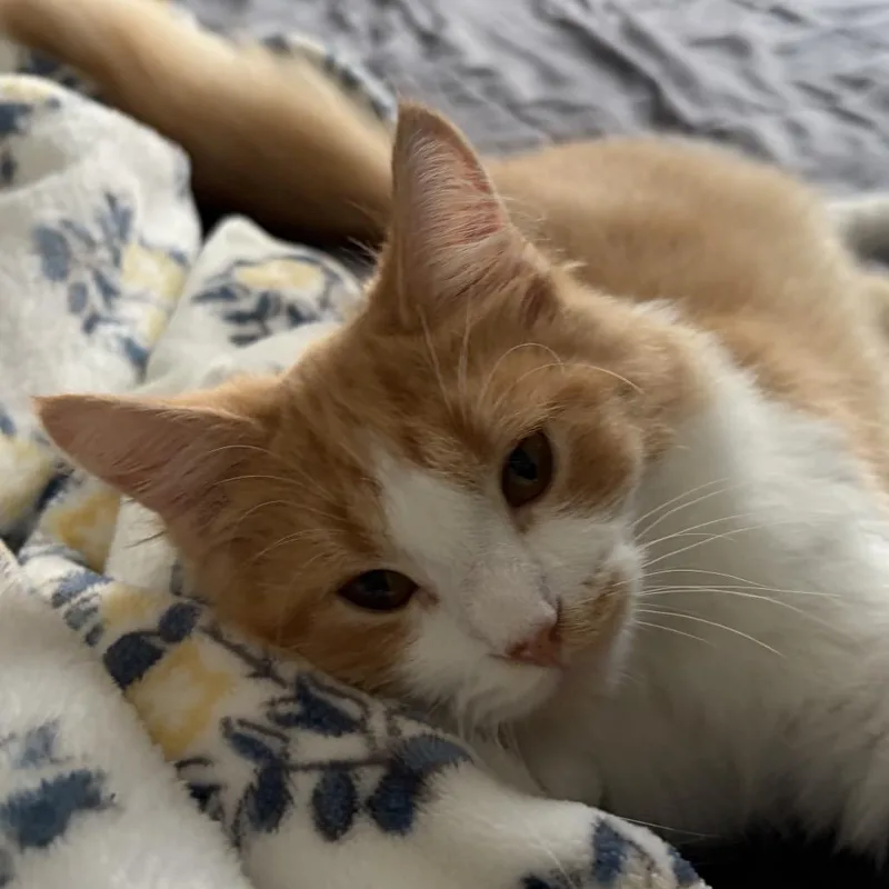 A baby small-sized male Domestic Medium Hair cat named Jeff for adoption in Waynesboro, PA