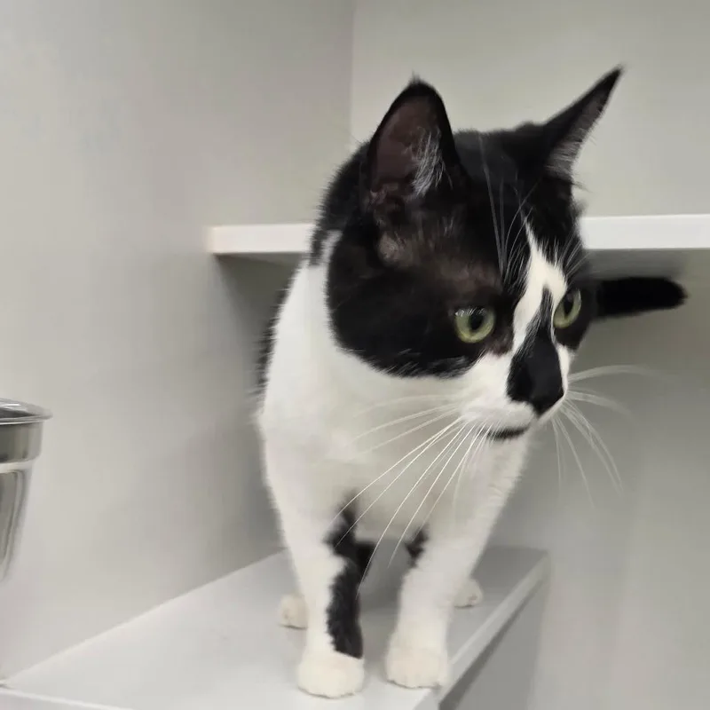 An adult large-sized male Black Domestic Short Hair cat named Phineas for adoption in Hamburg, NY