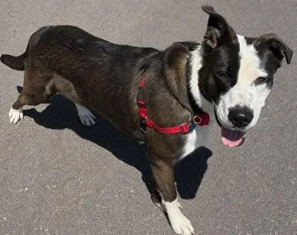 An adult extra large-sized male Terrier dog named Max for adoption in Baraboo, WI