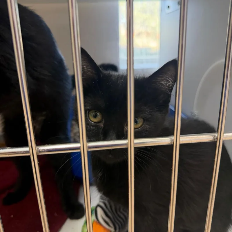 A baby small-sized female Black Domestic Short Hair cat named Spiral for adoption in Kanab, UT