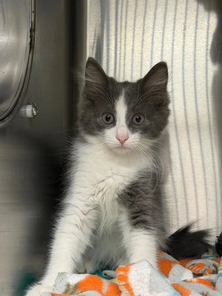 A baby medium-sized male Domestic Long Hair cat named Irish for adoption in Chico, CA