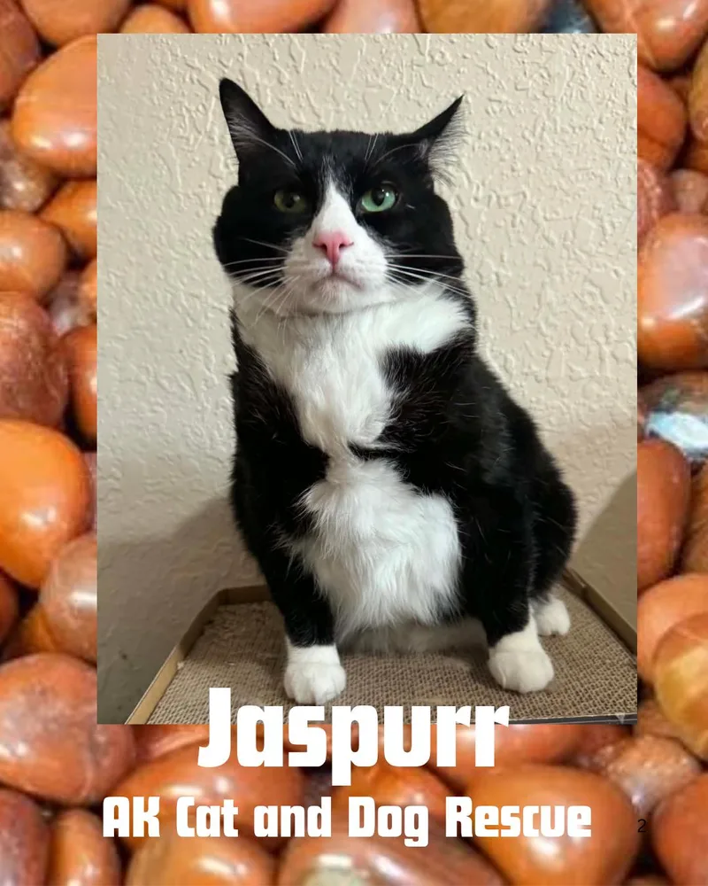 An adult extra large-sized male Domestic Medium Hair cat named Jaspurr for adoption in Wasilla, AK