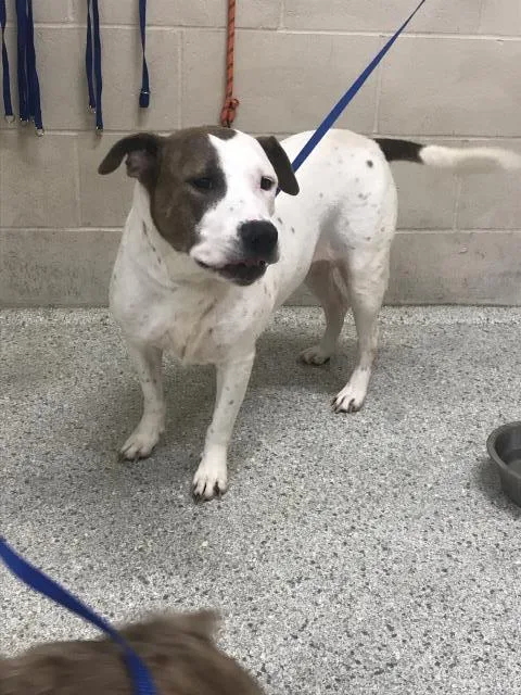 An adult medium-sized female Pit Bull Terrier dog named Brielle for adoption in Conroe, TX