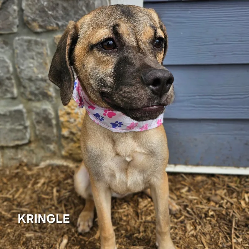 A young medium-sized female Brown / Chocolate Mixed Breed dog named Kringle for adoption in Franklin, NC