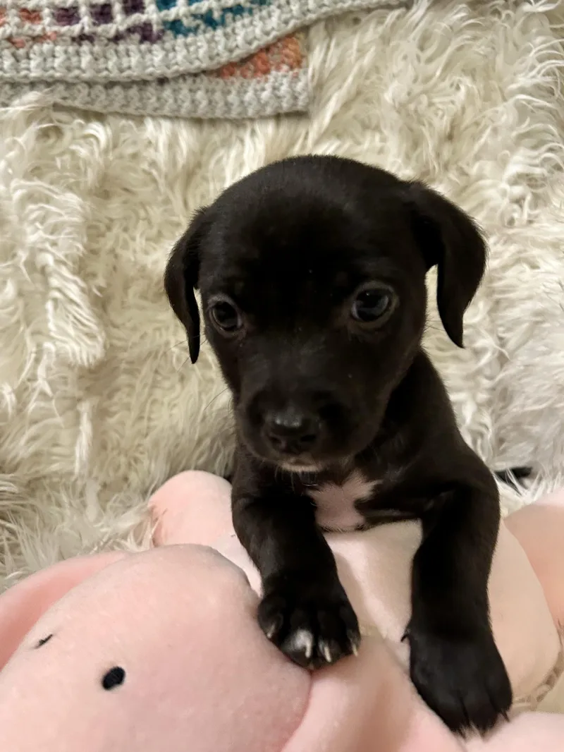A young small-sized female Wirehaired Terrier dog named Angel for adoption in Fosters, AL