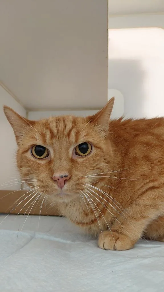 An adult medium-sized male Domestic Short Hair cat named Mackerel for adoption in Cincinnati, OH