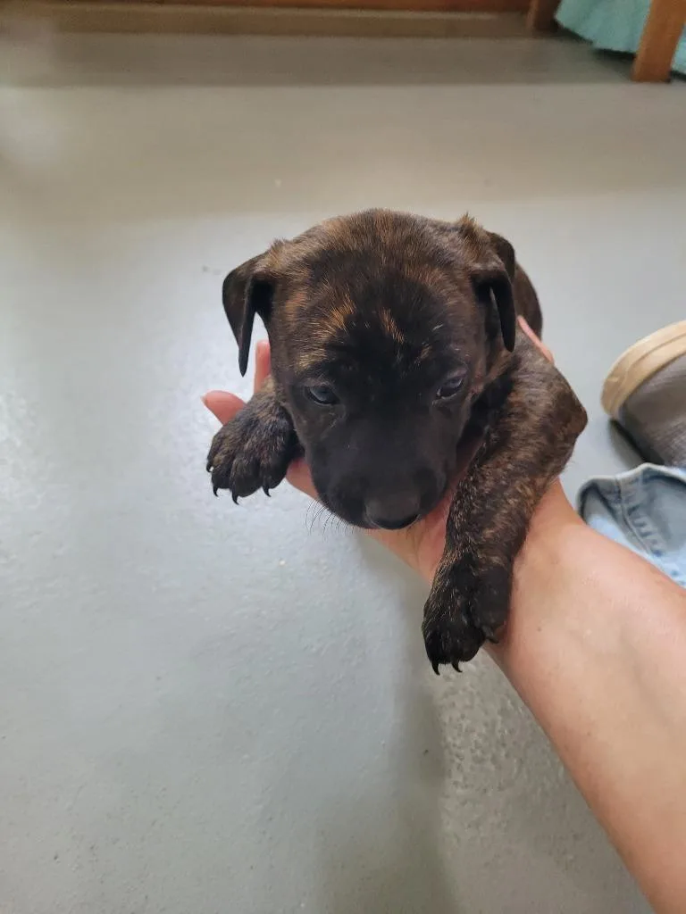 A baby small-sized male Mixed Breed dog named Dwarf  Dopey for adoption in Lawrenceburg, TN