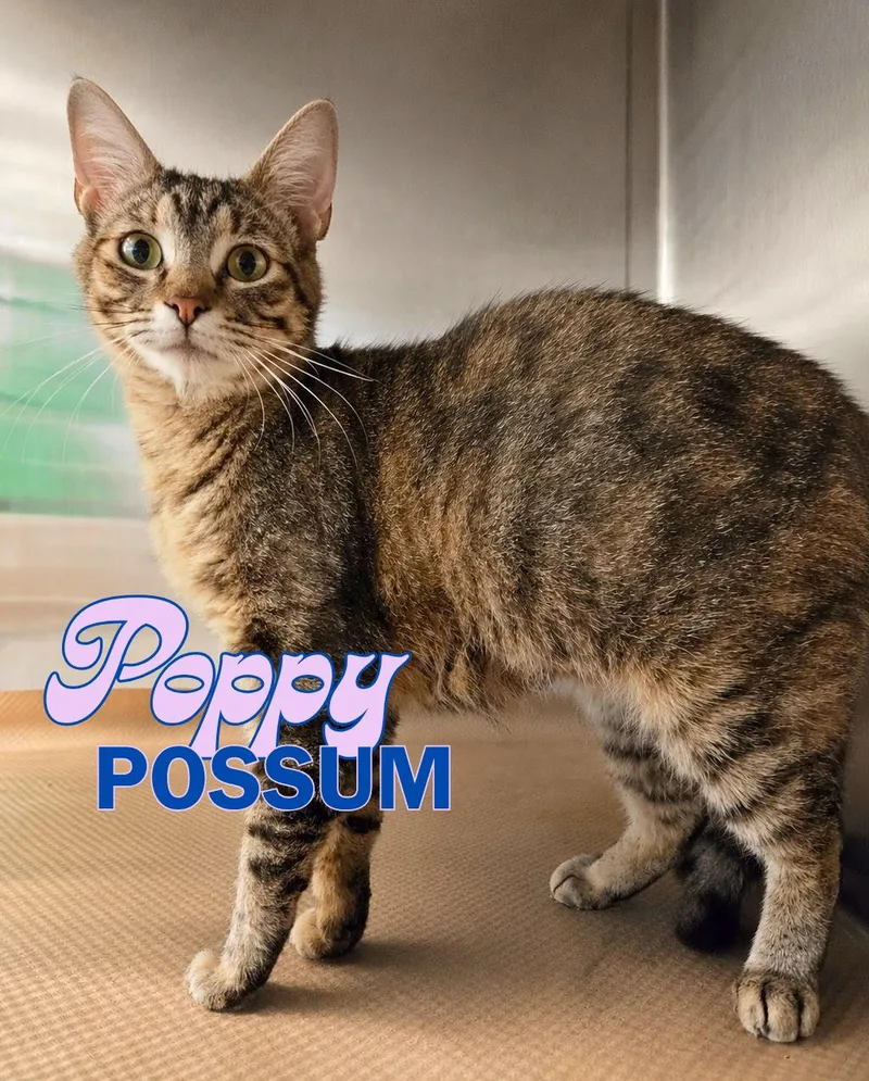 A young medium-sized female Tabby (Buff / Tan / Fawn) Domestic Short Hair cat named Poppy Possum for adoption in Nevada, IA