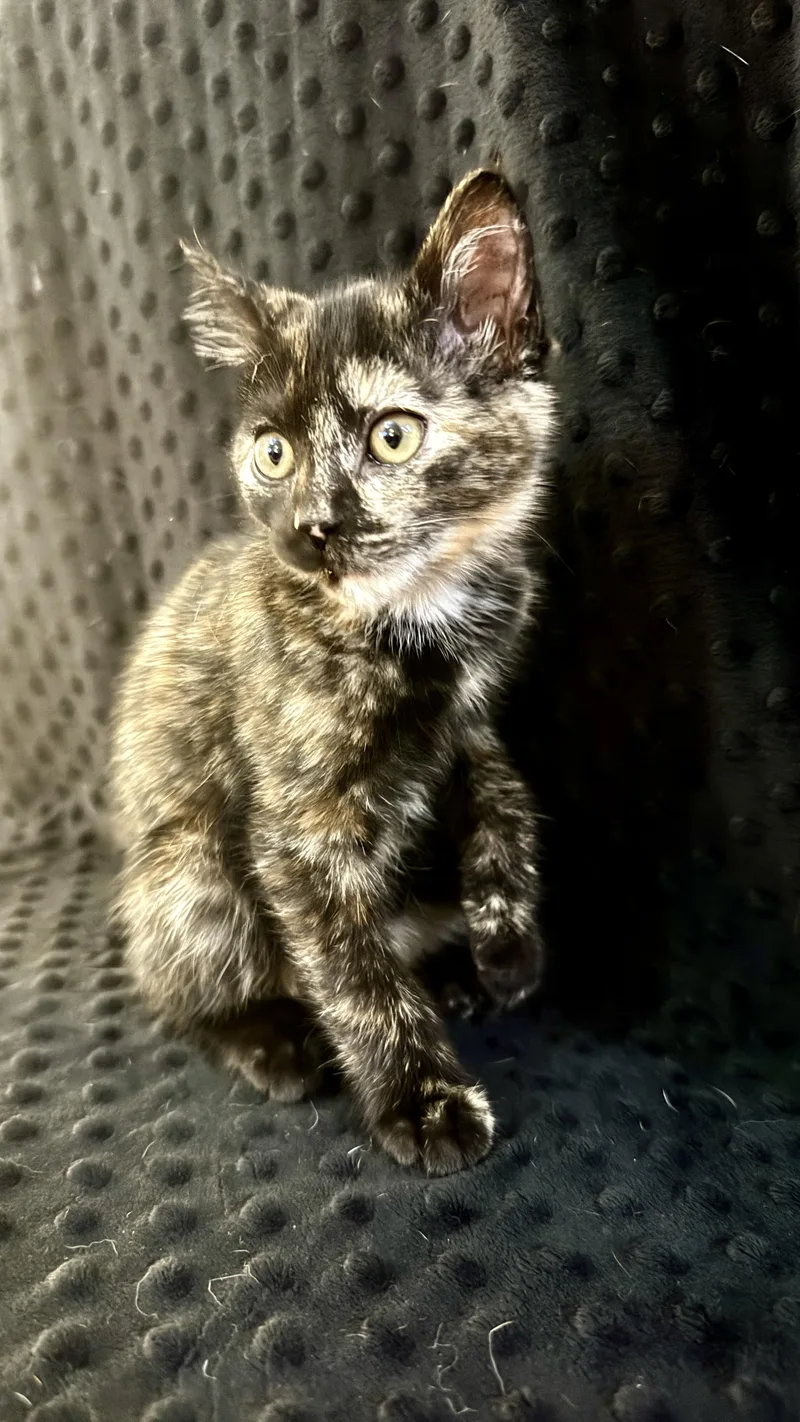 A baby medium-sized female Tortoiseshell Domestic Short Hair cat named Athena for adoption in Waxhaw, NC