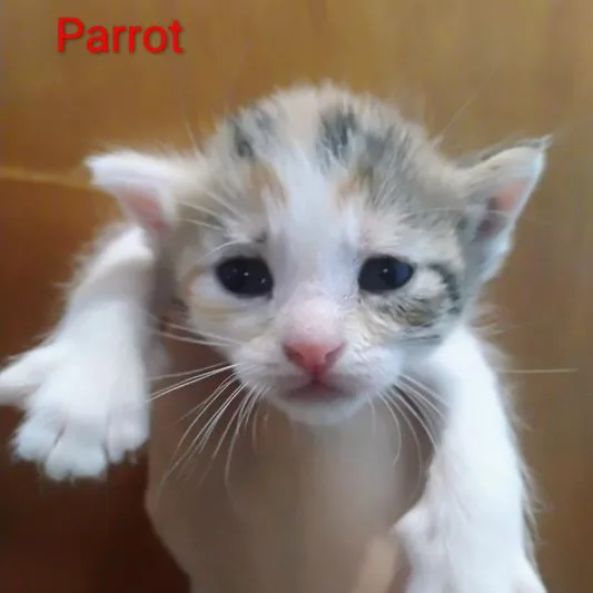 Parrot thumbnail 3