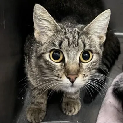 A young medium-sized female Domestic Short Hair cat named Mama Mia for adoption in Los Angeles, CA
