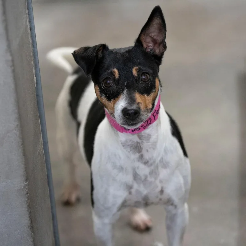 An adult small-sized female Rat Terrier dog named Flower for adoption in Peyton, CO