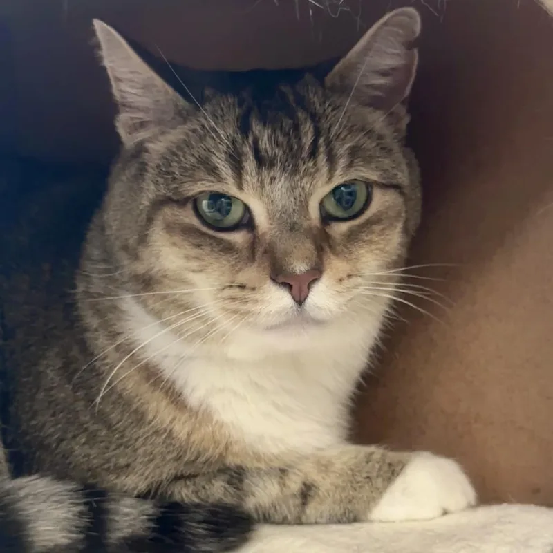 An adult medium-sized female Brown / Chocolate Domestic Short Hair cat named Sierra for adoption in Saratoga Springs, NY