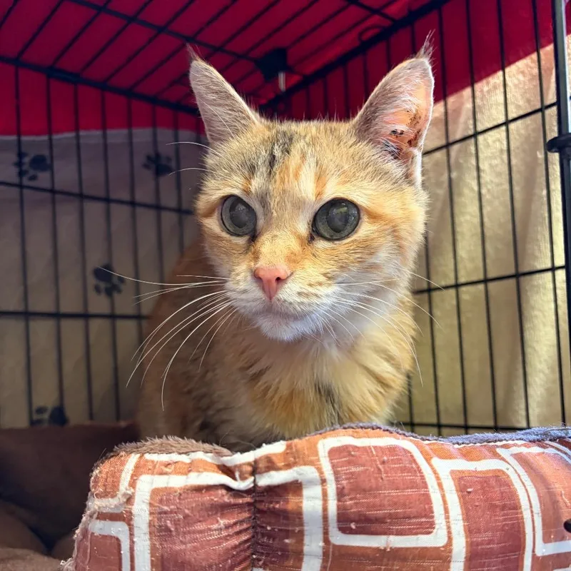 A senior small-sized female Torbie Domestic Short Hair cat named Glory for adoption in Webster, TX