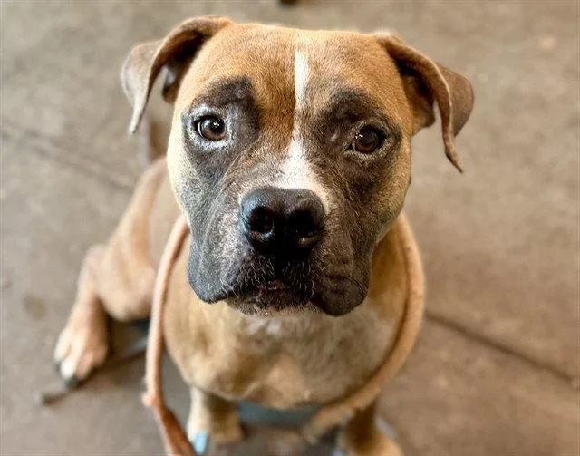 An adult large-sized male American Bulldog dog named Hoover for adoption in Tavares, FL