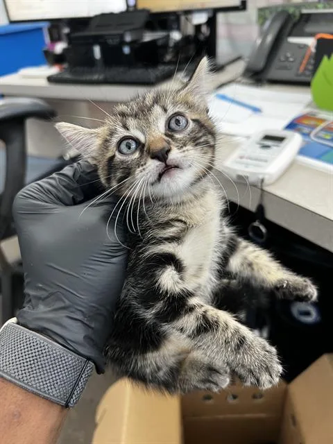 A baby medium-sized male Domestic Medium Hair cat named Mater for adoption in Dallas, TX