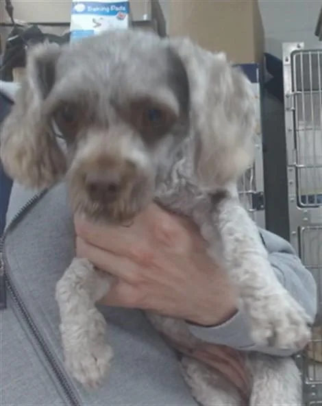 A young small-sized female Poodle dog named Misty for adoption in Salinas, CA