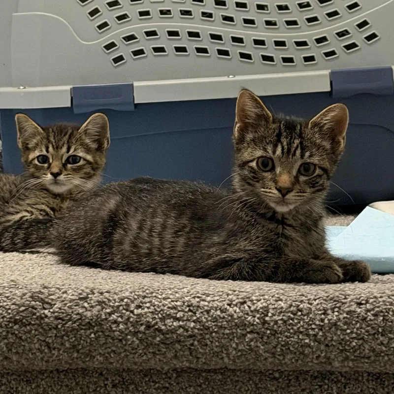 A baby medium-sized male Tabby (Gray / Blue / Silver) Domestic Short Hair cat named Dill for adoption in Shaker Heights, OH