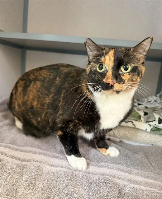 An adult medium-sized female Domestic Short Hair cat named Harlow for adoption in Castaic, CA
