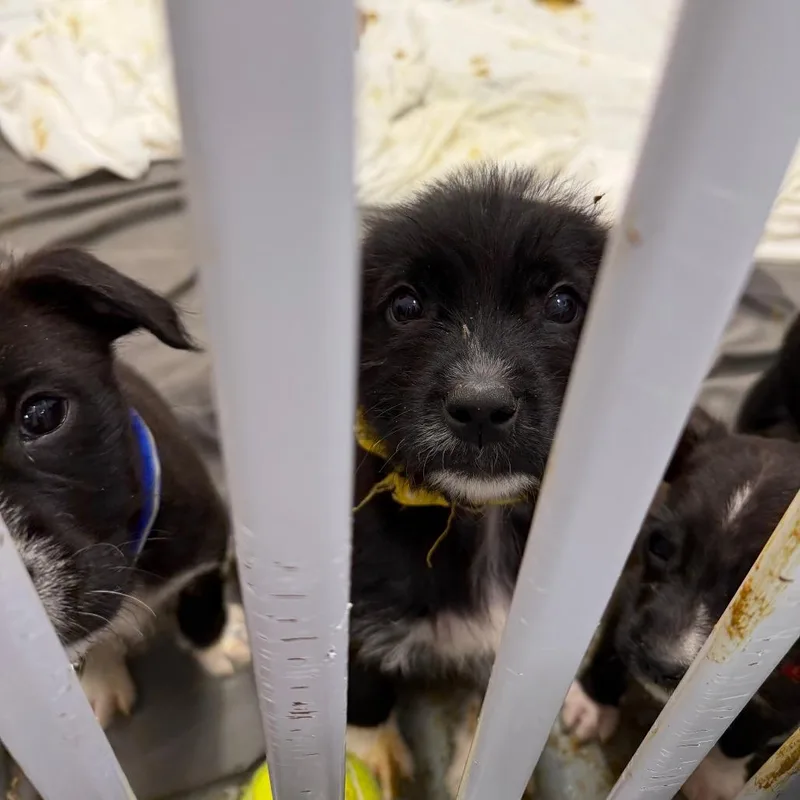 A baby small-sized female Black Pit Bull Terrier dog named Ferrari for adoption in Austin, TX