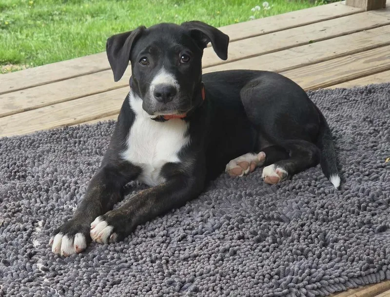 A baby medium-sized female Tricolor (Brown, Black, & White) American Staffordshire Terrier dog named Pecan for adoption in Rockland, WI