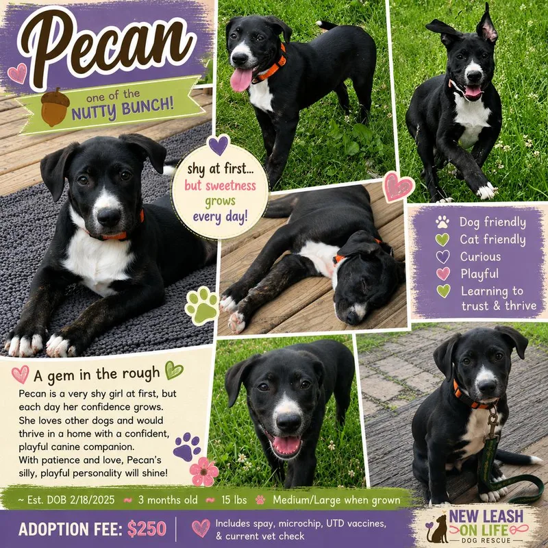 Pecan thumbnail 4
