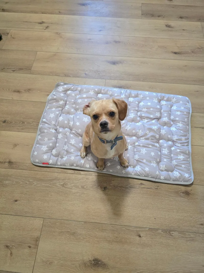 A baby small-sized male Pug dog named Burt for adoption in Penryn, CA