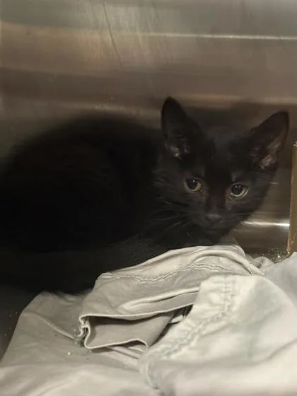 An adult small-sized male Domestic Short Hair cat named Trinket for adoption in West Chester, PA