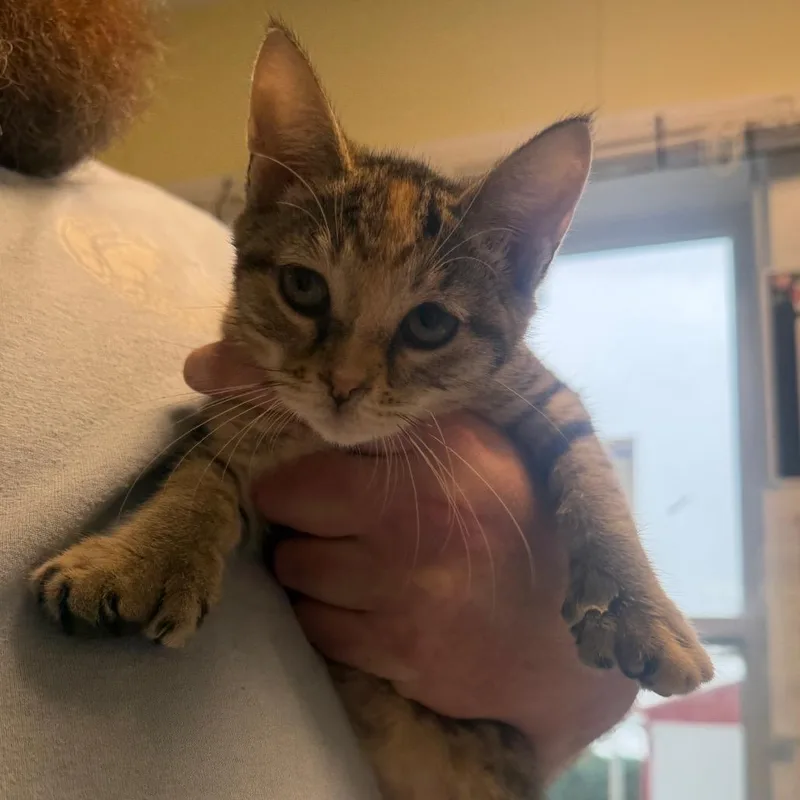A baby small-sized female Domestic Short Hair cat named Melissa for adoption in East Smithfield , PA