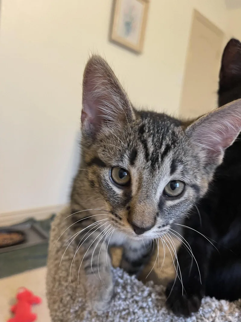A baby medium-sized male Domestic Short Hair cat named Aries for adoption in Frisco, TX