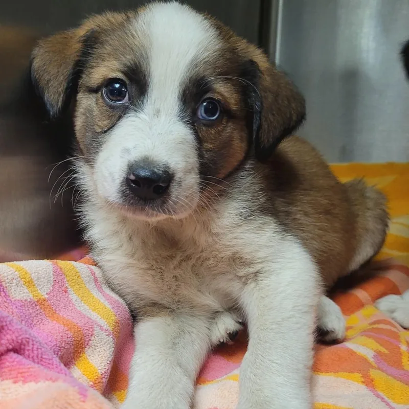 A baby small-sized male Black Saint Bernard dog named Romance A for adoption in Mission Hills, CA