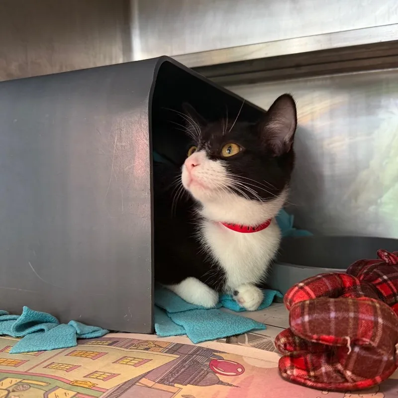 A baby medium-sized female Black Domestic Short Hair cat named Silly for adoption in Chicago, IL