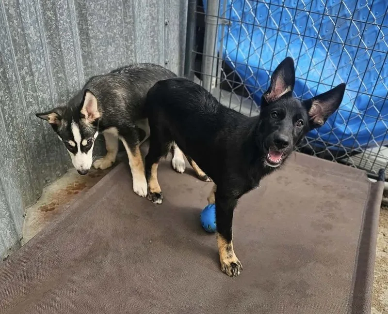 A baby medium-sized female Shepherd dog named Karmon for adoption in Fremont, NE