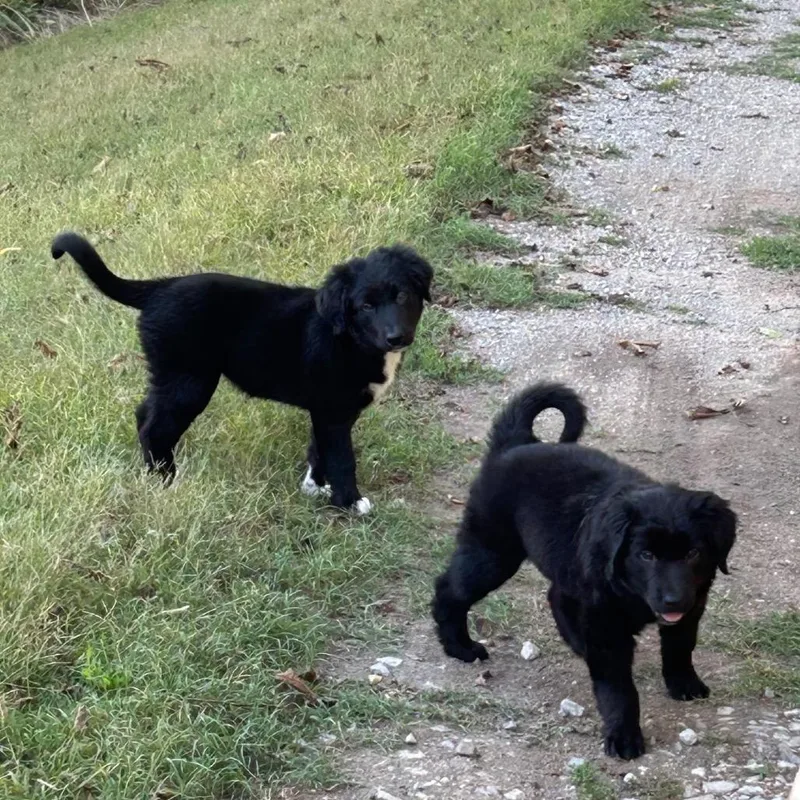 A baby small-sized female Black Labrador Retriever dog named Wednesday for adoption in Smithville, TN