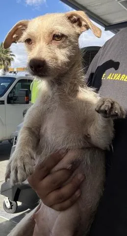 A young small-sized female Terrier dog named Ava for adoption in Bakersfield, CA