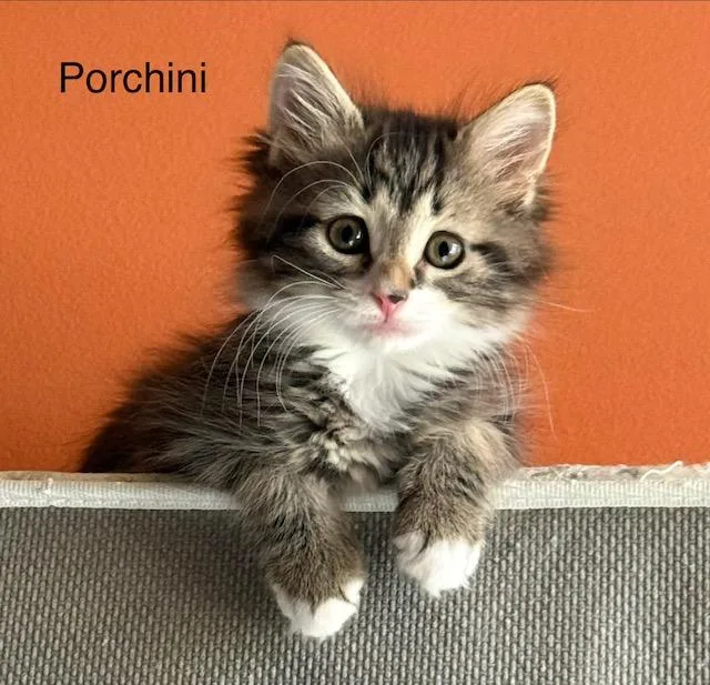 Porcini thumbnail 2