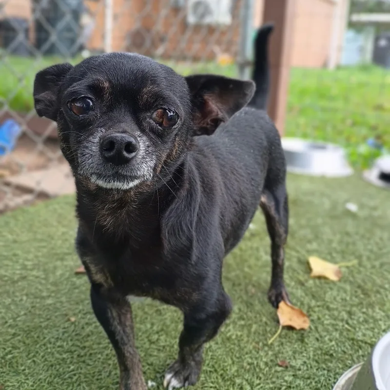 A senior small-sized male Black Chihuahua dog named Bobby for adoption in Houston, TX