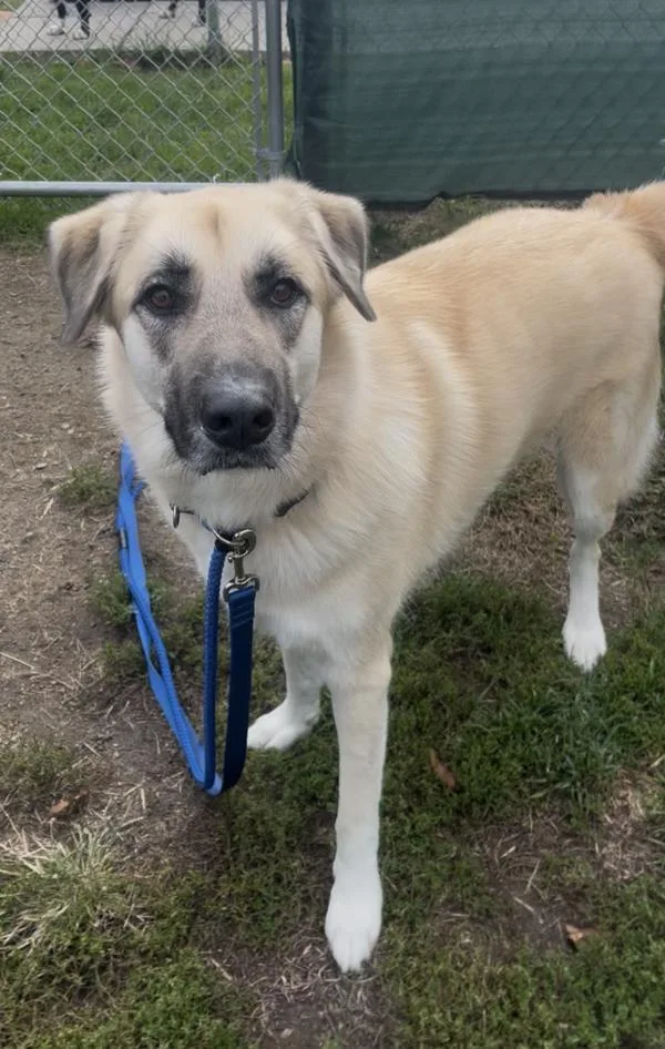 An adult large-sized female Anatolian Shepherd dog named Athena for adoption in Stratham, NH