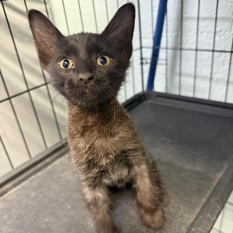 A baby small-sized male Black Domestic Short Hair cat named Midnight for adoption in Casa Grande, AZ