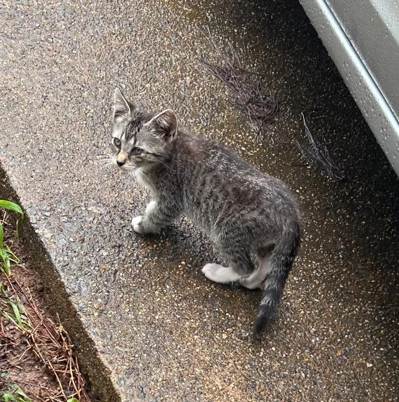 A baby medium-sized male Domestic Short Hair cat named Slash for adoption in Little Rock, AR