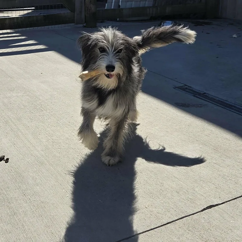 An adult medium-sized male Gray / Blue / Silver Terrier dog named Einstein for adoption in Lancaster, KY