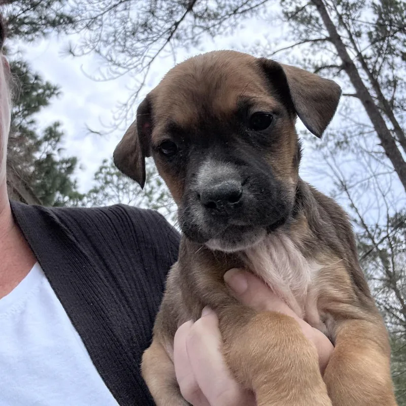 Ct Primrose thumbnail 3